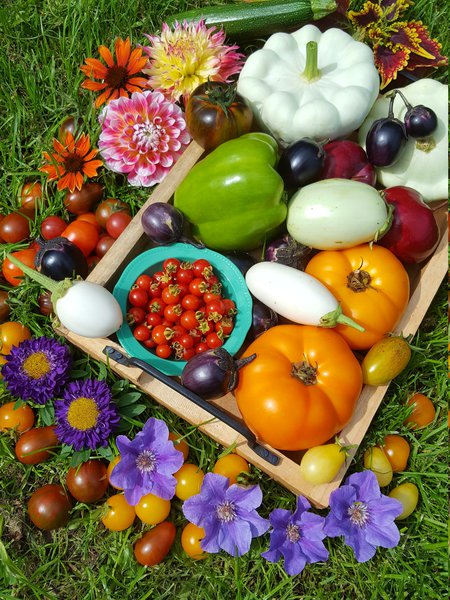 Die schnsten Tomaten der Welt Ranka Tessin