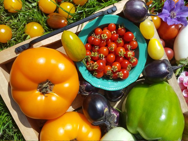 Die schÃ¶nsten Tomaten der Welt Ranka Tessin