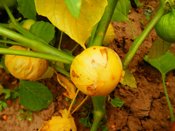 Tomatillo Aurora Tomatillo