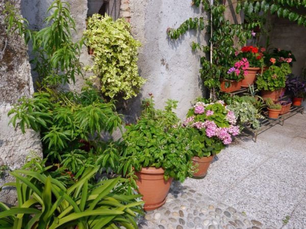K&uuml;belpflanzen f&uuml;r Terrasse