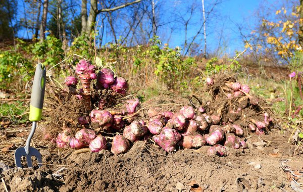 Topinambur ernten ist nicht schwierig