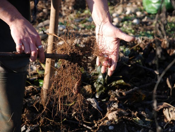 Zum Topinambur Ernten Grabegabel verwenden