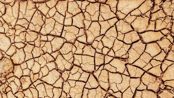 Trockenheit im Garten