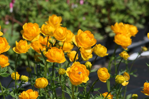 Garten-Trollblume 'Golden Queen'