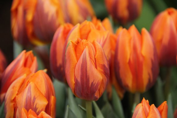 Tulpen Bltezeit Einfache frhe Tulpe Prinses Irene Lubera