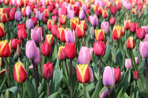 Triumph-Tulpen Mischung Lubera