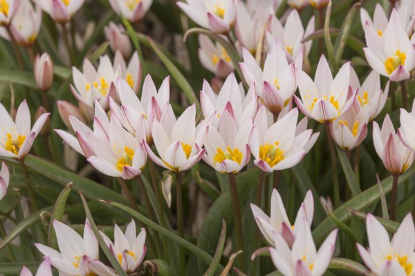 Wildtulpe 'Hilde', Tulipa cretica 'Hilde'