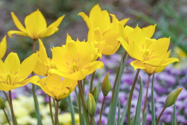 Weinbergtulpe, Tulipa sylvestris, Wildtulpe