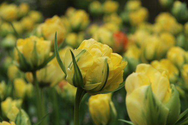 Gefllte Tulpe 'Akebono'