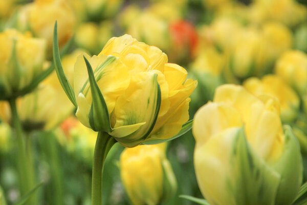 Gefllte Tulpe 'Akebono'