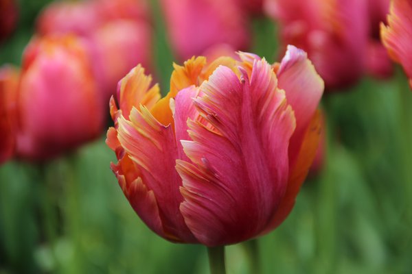 Tulpen Bltezeit Papageien-Tulpe Amazing Parrot Lubera