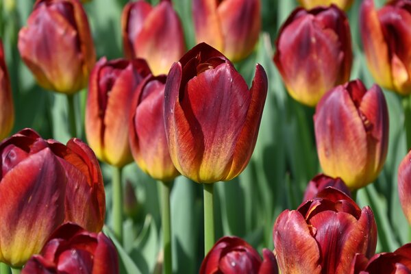 Tulpe, Gartentulpe, Tulipa Amberglow