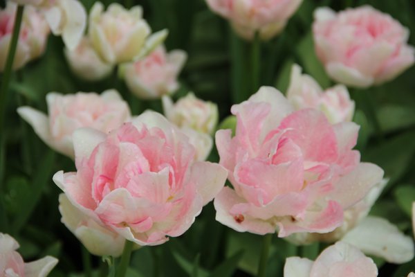 Gefüllte Tulpe Angélique, Tulpenzwiebeln setzen