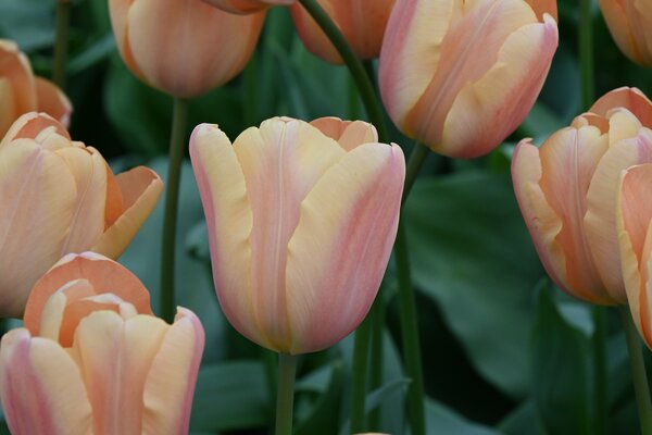 Triumph Tulpe 'Apricot Foxx'