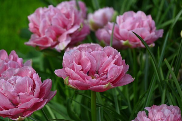 Gefllte Tulpe 'Aveyron'