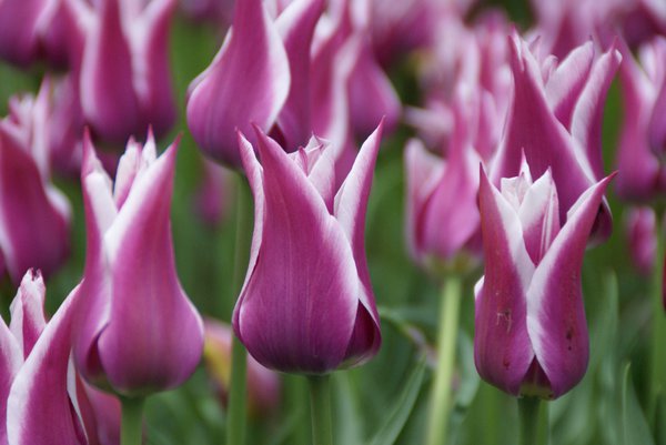 Lilienbltige Tulpe 'Ballade'