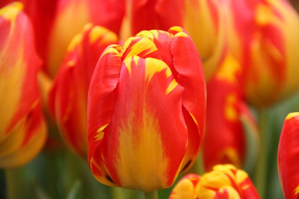 Darwin Tulpe 'Banja Luka'