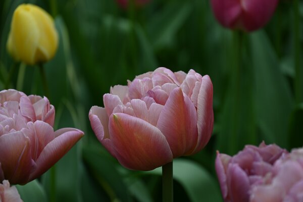 Gefllte Tulpe 'Beachberry'
