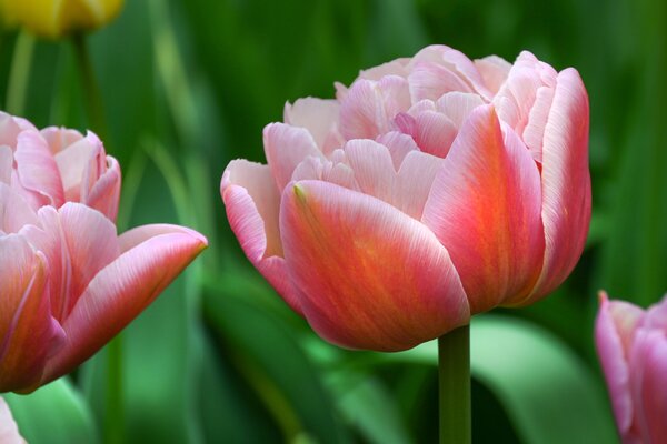 Gefllte Tulpe 'Beachberry' (korr)