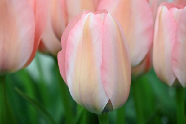 Tulpe, Gartentulpe, Tulipa Bella Blush