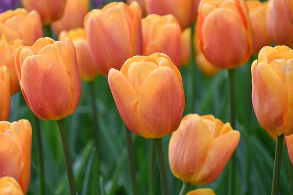 Tulpe, Gartentulpe, Tulipa Bellville