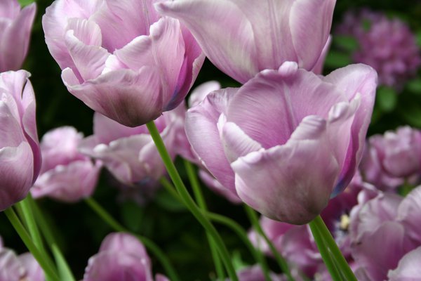 Darwin-Tulpe 'Bleu Aimable', Tulipa 'Bleu Aimable'
