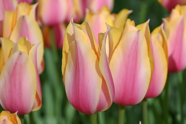 Tulpe, Gartentulpe, Tulipa Blushing Lady