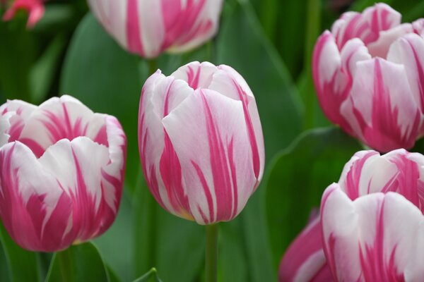 Tulpe, Gartentulpe, Tulipa Bojangles