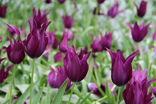 Lilienblütige Tulpe 'Burgundy'