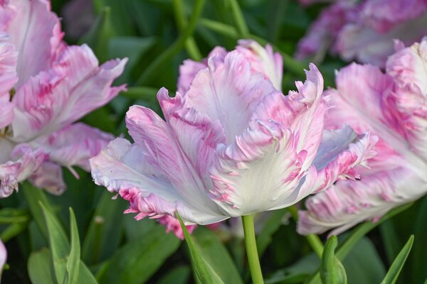 Papageien Tulpe 'Cabanna'