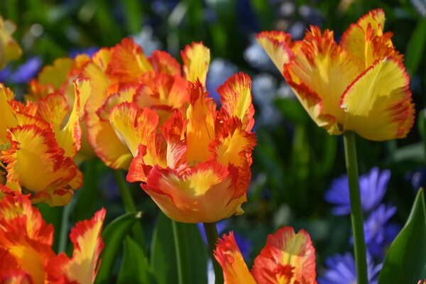 Tulpe, Gartentulpe, Tulipa Parrot