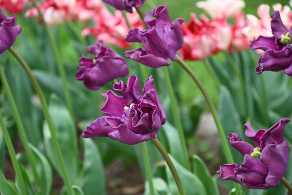 Coronet Tulpe 'Crown of Negrita'