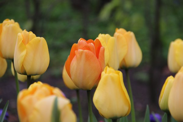 Darwin Tulpe 'Daydream'