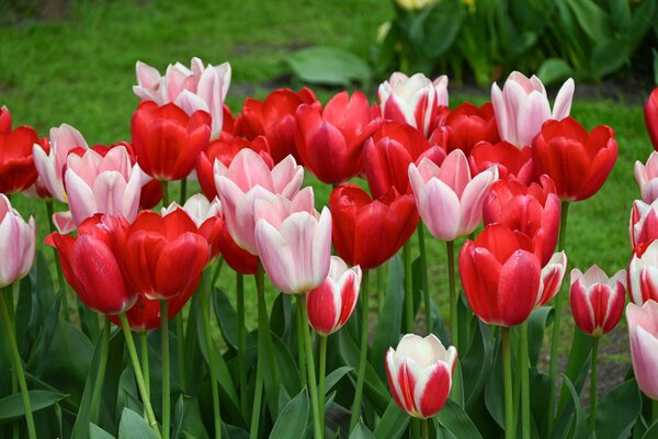 Tulpe, Gartentulpen Mischung Delight Mix