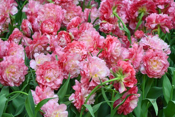 Tulpe, Tulipa Double Sugar, geflltblhend, rosa