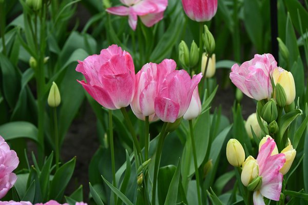 Mehrbltige Tulpe 'Dream Club'