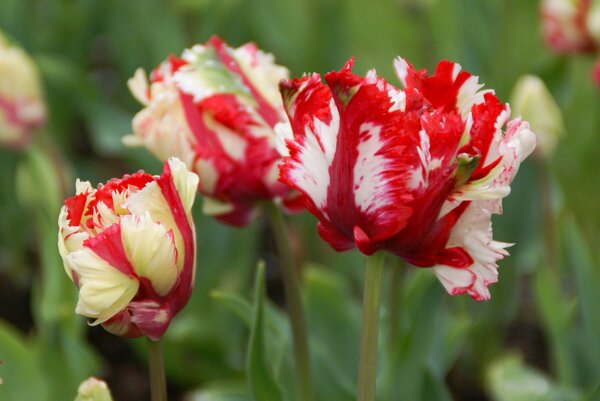 Papageien Tulpe 'Estella Rijnveld'