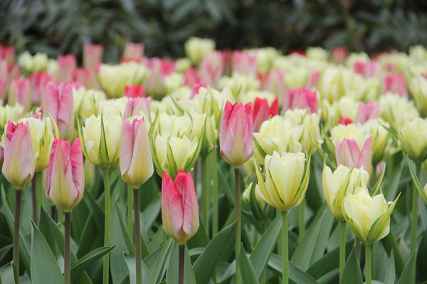 Tulpen Bltezeit Fosteriana Tulpen Mischung Flaming Purissima und Exotic Emperor Lubera