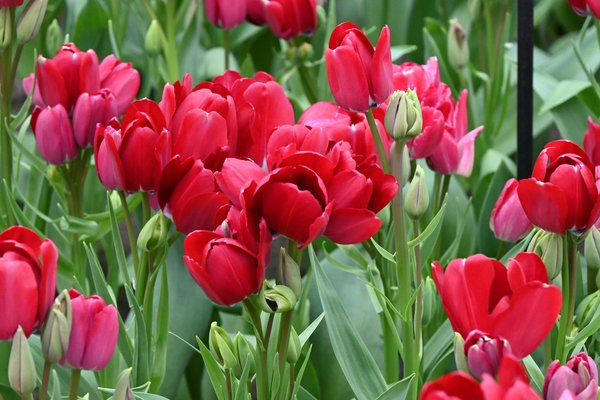 Mehrbltige Tulpe 'Fiery Club'