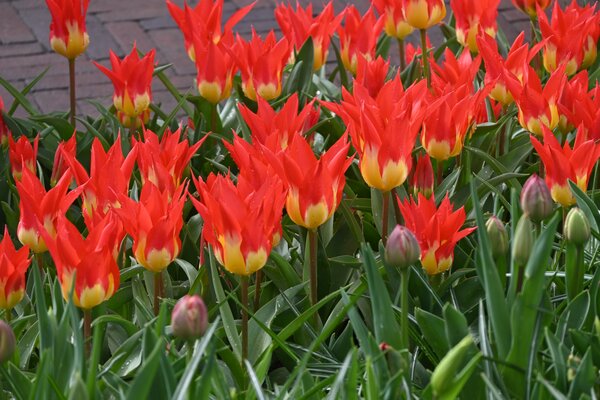 Fosteriana Tulpe 'Flames Mystery'