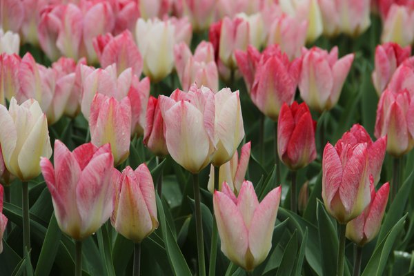 Fosteriana Tulpe 'Flaming Purissima'