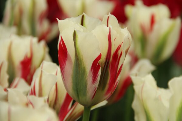 Viridiflora Tulpe, Grne Tulpe 'Flaming Springgreen'