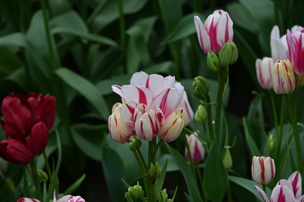 Mehrbltige Tulpe 'Flaming Club'