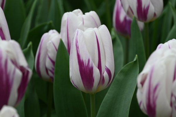 Triumph Tulpe 'Flaming Flag'