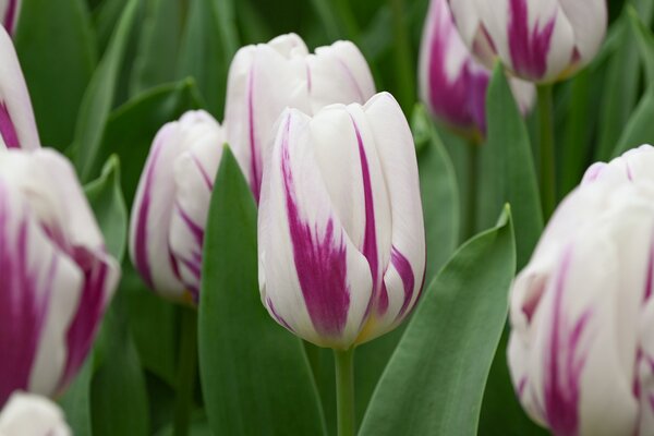 Triumph Tulpe 'Flaming Flag'