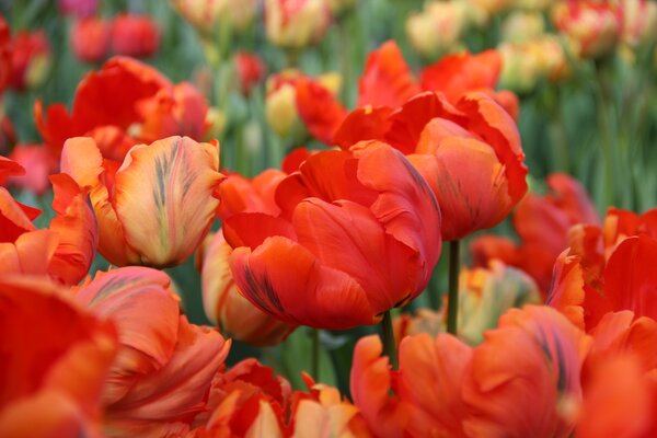 Papageien Tulpe 'Flower Power'