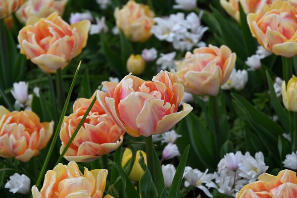 Gefllte Tulpe 'Foxy Foxtrot'