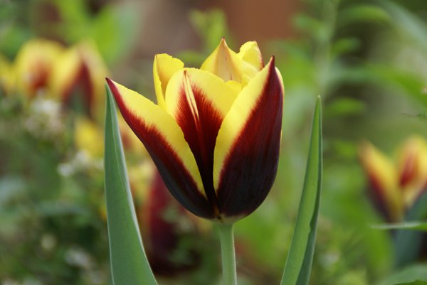 Triumph Tulpe 'Gavota'