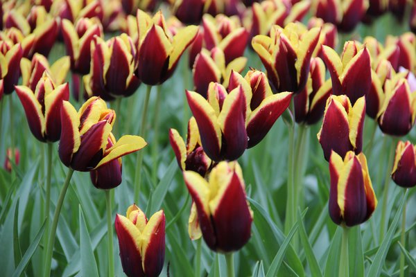 Triumph-Tulpe Gavota Lubera