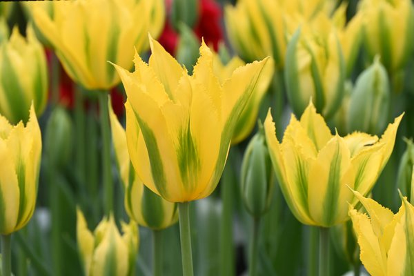 Viridiflora Tulpe, Grne Tulpe 'Green Mile'